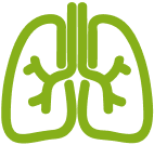 Sistema respiratorio